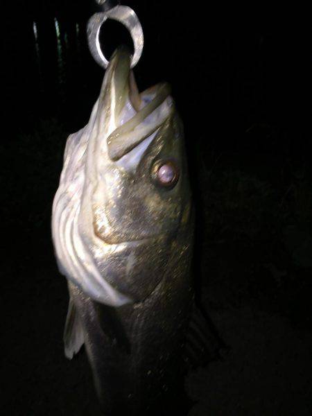 四日市シーバス 60アップ！