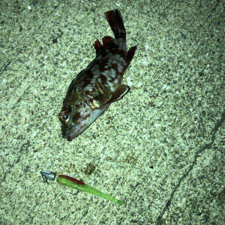 バチ抜け確認できず