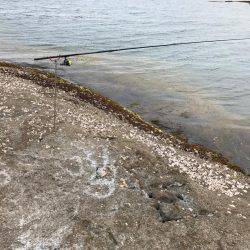 春イカ、リベンジ！