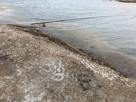 春イカ、リベンジ！