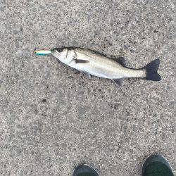 岸ジギ始まった