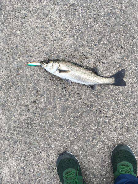 岸ジギ始まった