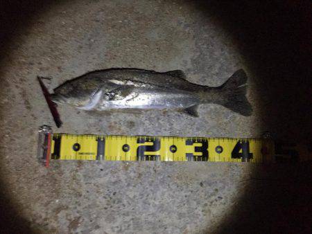 バチシー渋い。