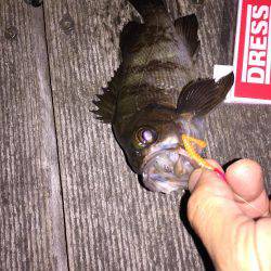 GWメバリング2日目!