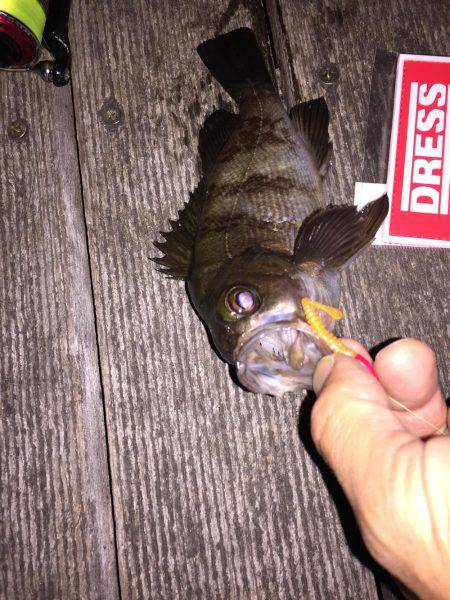 GWメバリング2日目!