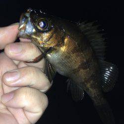 やっぱり垂水漁港のメバリング