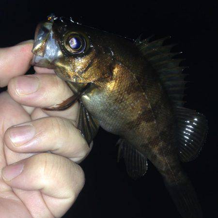 やっぱり垂水漁港のメバリング
