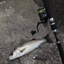 やっとのチーバス