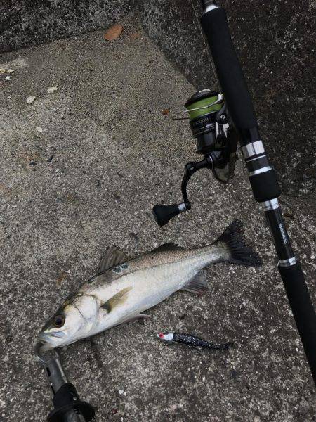 やっとのチーバス