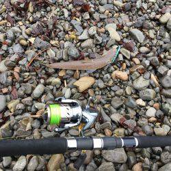 大里松原海岸 連日時化ているけど、エソだけは裏切らない