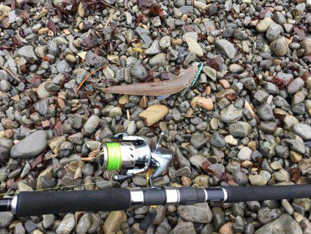 大里松原海岸 連日時化ているけど、エソだけは裏切らない