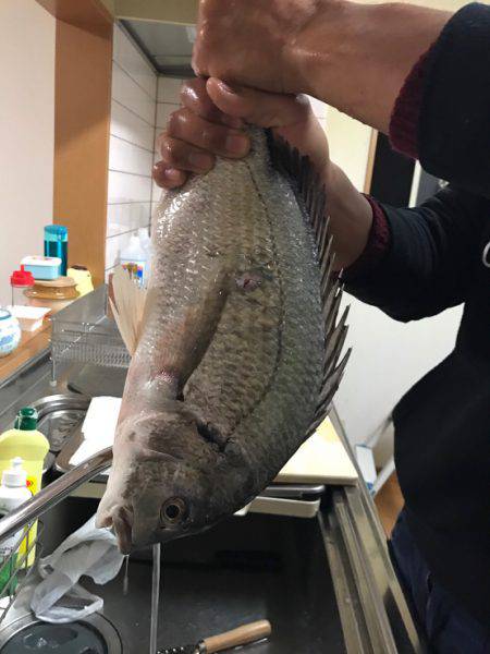 クロダイ50センチ！