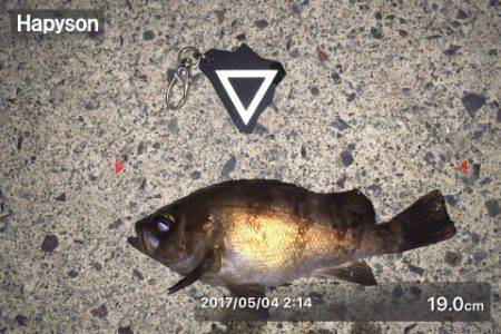 遠征メバリング