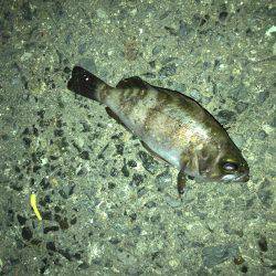 メバリング好調です