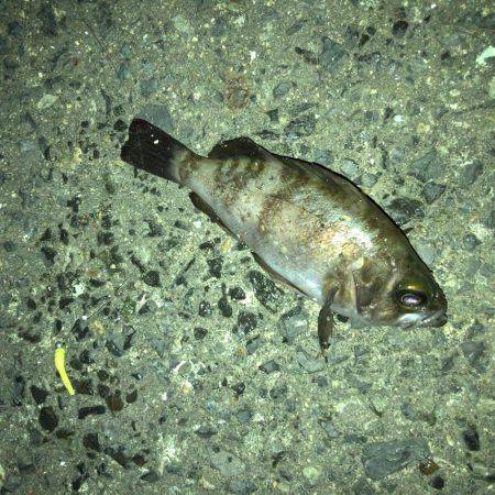 メバリング好調です