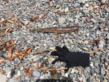 大里松原海岸 エソだけは裏切らない②