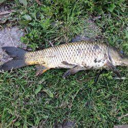 ようやく本命ゲット