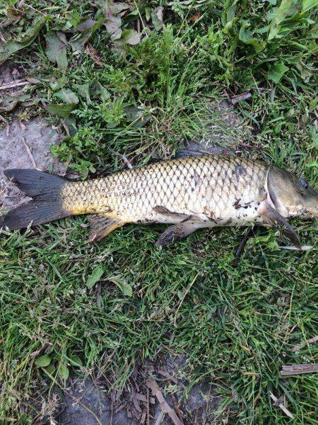 ようやく本命ゲット