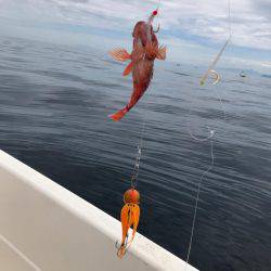 ジギング タイラバ ティップランのはずが・・・