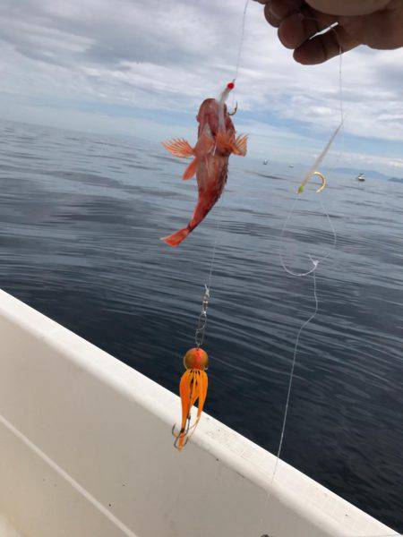 ジギング タイラバ ティップランのはずが・・・