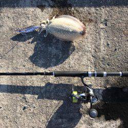 コウイカに初挑戦