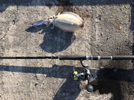 コウイカに初挑戦