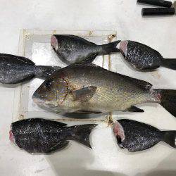 初沖磯・初フカセ