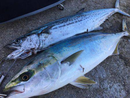 いつも通りのサイズ