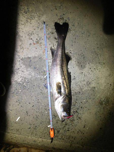 ランカーシーバス