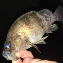 お手軽ライトゲーム  メバリング