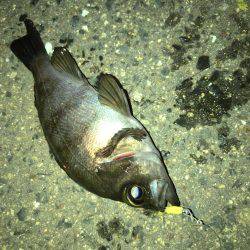 この日も好調メバリング