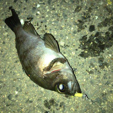 この日も好調メバリング