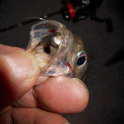 今シーズン初アジゲット