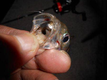 今シーズン初アジゲット