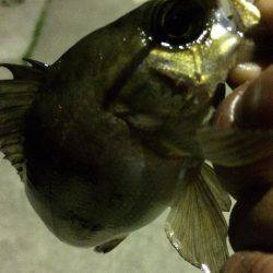 ちょいメバリング