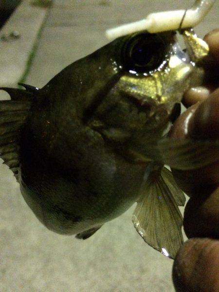 ちょいメバリング