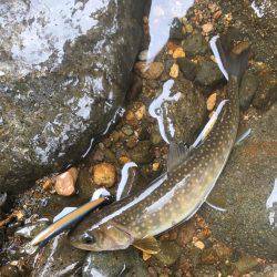 荘川支流でネイティヴトラウト