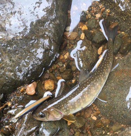 荘川支流でネイティヴトラウト