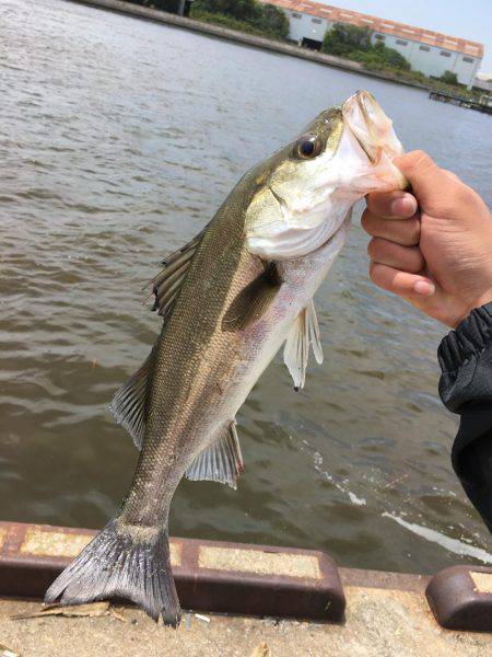 またまたエビ撒き