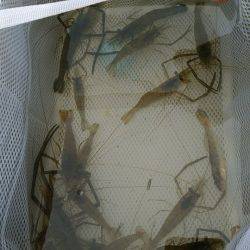 テナガエビ釣行in矢上川