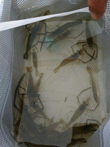 テナガエビ釣行in矢上川