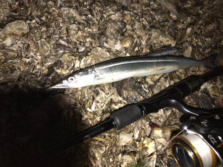 シーバス狙い惨敗