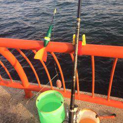 小さいけどやっと今期初の明石鯛!