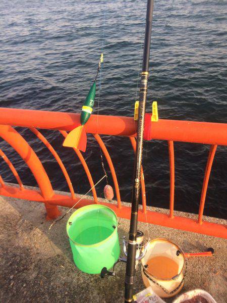 小さいけどやっと今期初の明石鯛!