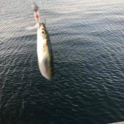 アジング勉強中！