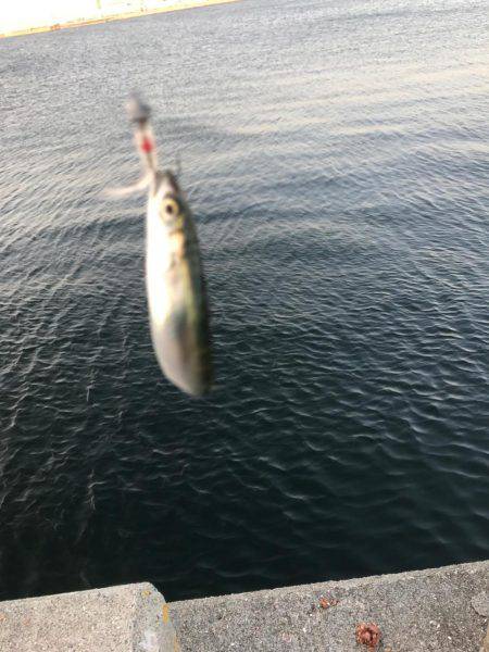 アジング勉強中！