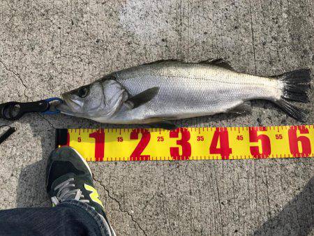 ルアーフィッシングで。。。