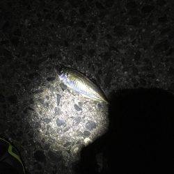 天橋立近辺でメバリング、のはずが…