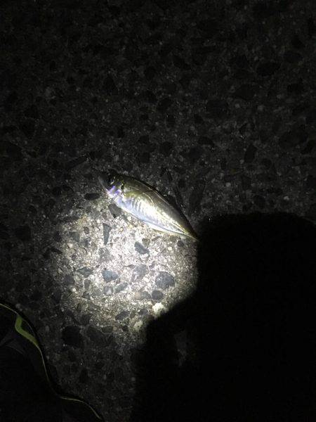 天橋立近辺でメバリング、のはずが…