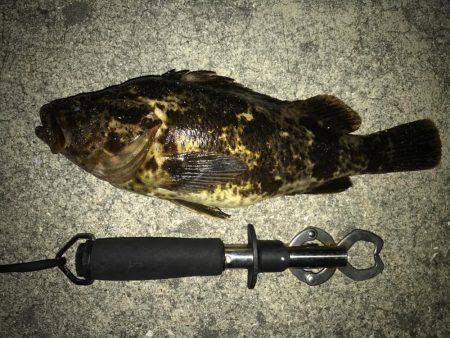 タケノコメバル